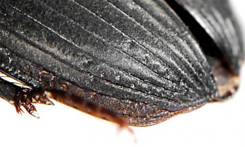 Harpalus dimidiatus