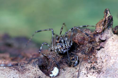 Réf. 56 284 : Platybunus pinetorum