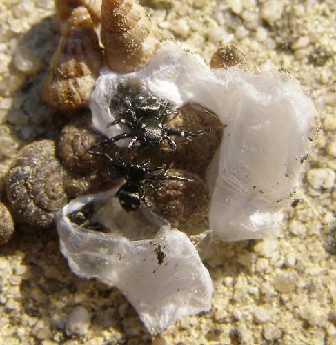 Réf. 56 151 : Heliophanus apiatus