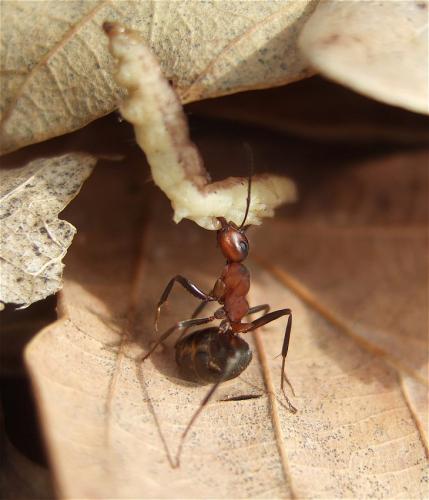 Réf. 56 185 : Formica rufa