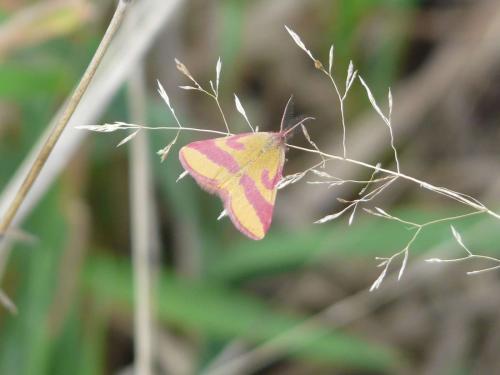 Réf. 56 773 : Lythria cruentaria