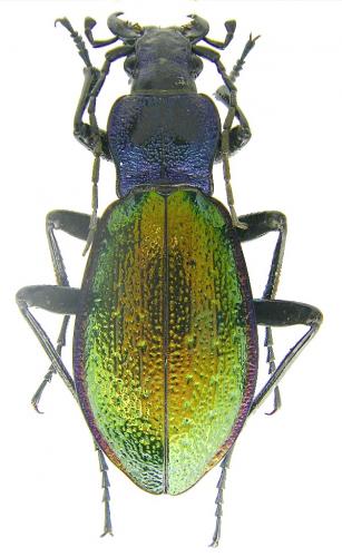 Carabus hispanus