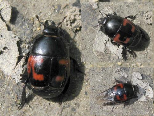 Hister quadrimaculatus