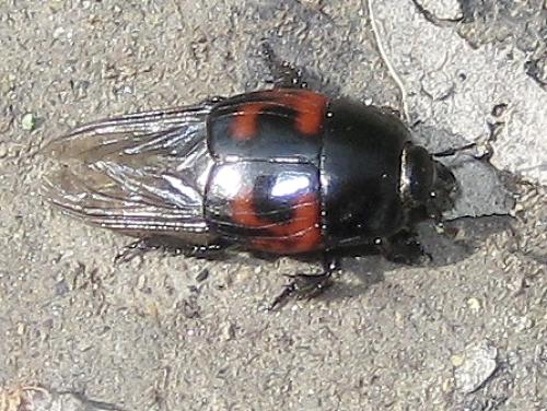 Hister quadrimaculatus