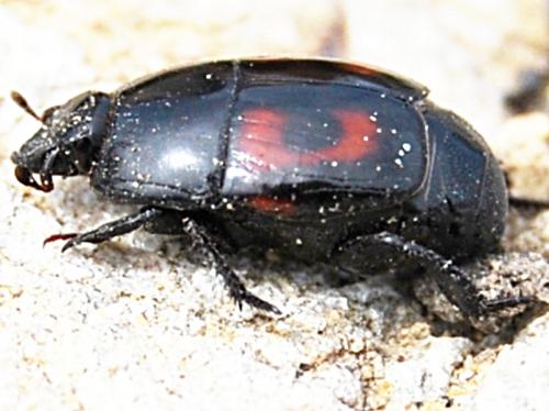 Hister quadrimaculatus