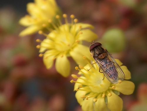Episyrphus balteatus