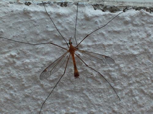 Réf. 56 714 : Tipula bezzii