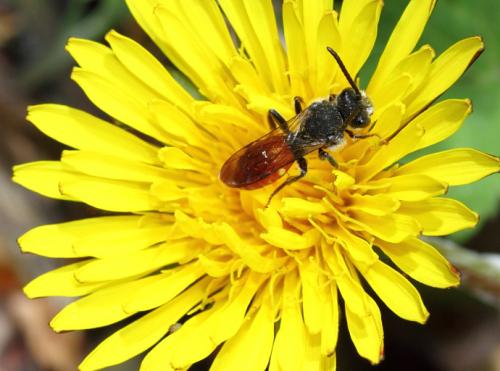 Nomada sp.