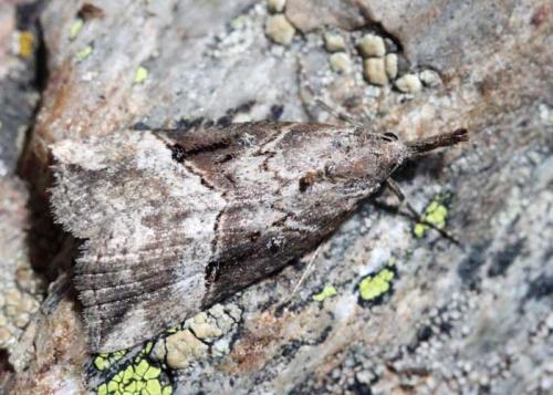 Réf. 56 038 : Hypena rostralis