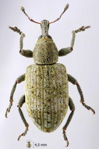 Réf. 56 925 : Hypera rumicis