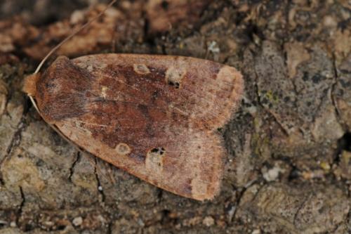 Réf. 56 492 : Conistra erythrocephala