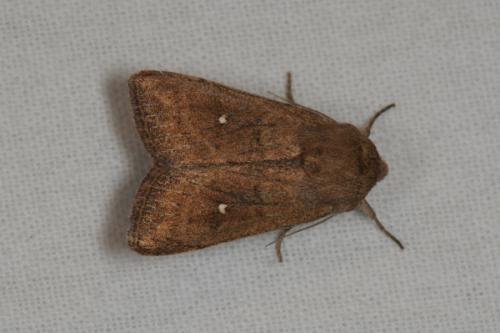 Réf. 56 224 : Mythimna albipuncta