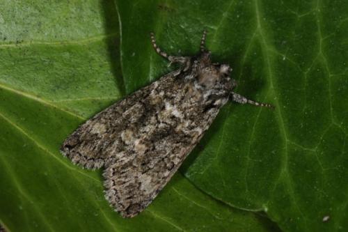 Polyploca ridens