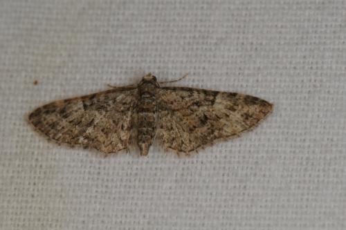 Eupithecia sp.
