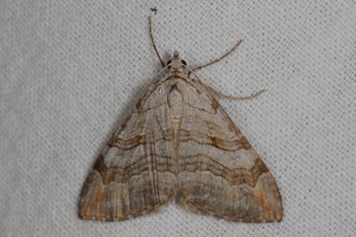 Aplocera sp.
