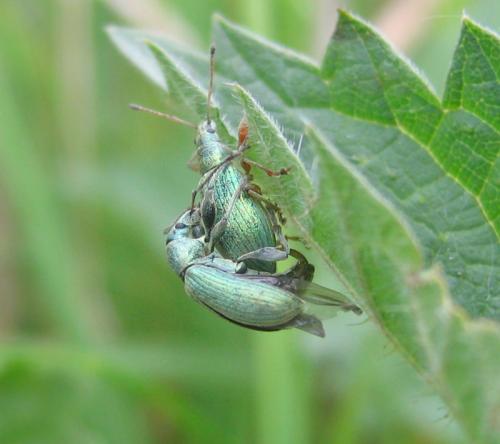 Réf. 56 574 : Phyllobius pomaceus