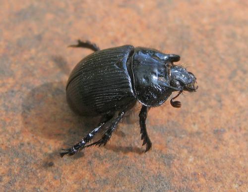 Réf. 56 272 : Typhaeus typhoeus