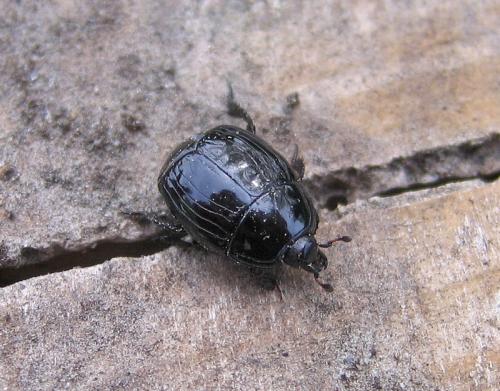 Margarinotus brunneus