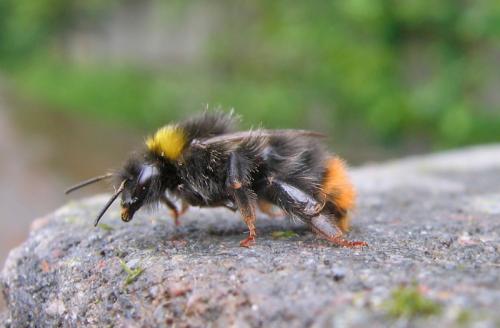 Réf. 56 436 : Bombus pratorum