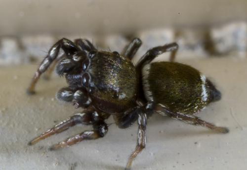 Heliophanus tribulosus
