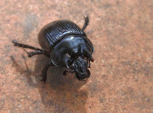 Réf. 56 273 : Typhaeus typhoeus