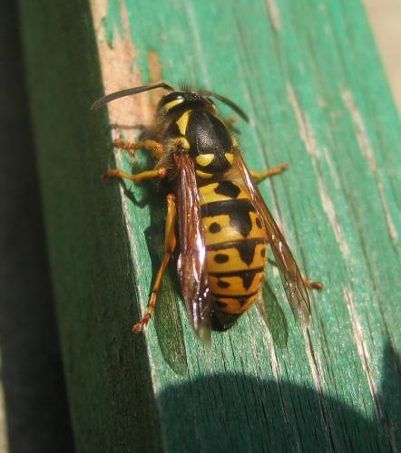 Vespula germanica