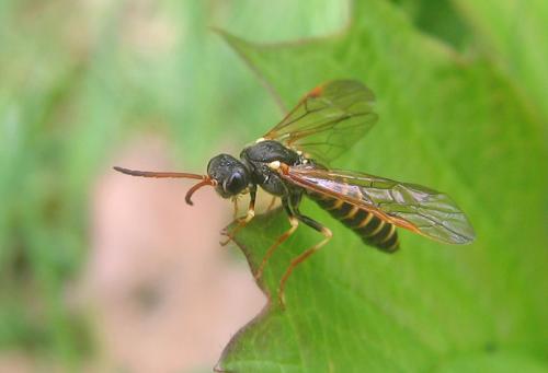 Strongylogaster xanthocera