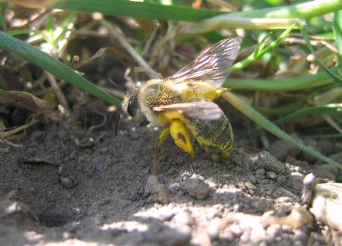 Andrena sp.
