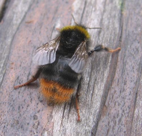Réf. 56 443 : Bombus pratorum