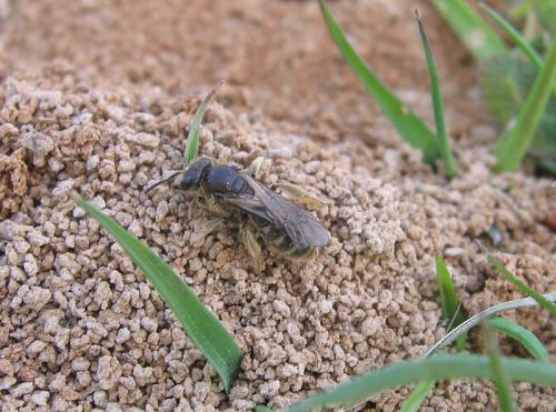 Halictinae