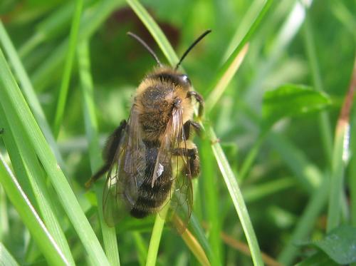 Réf. 56 927 : Andrena sp.
