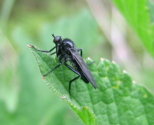 Empis ciliata