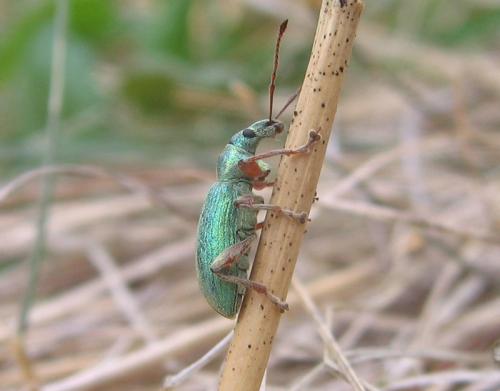 Phyllobius pomaceus