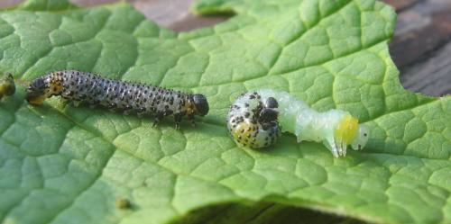 Réf. 56 813 : Euura ribesii