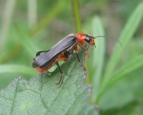 Cantharis pellucida