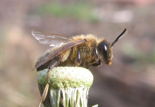 Andrena sp.
