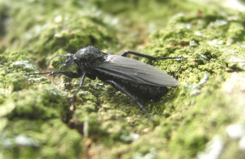 Bibio marci