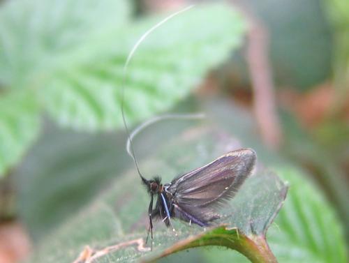 Adela reaumurella