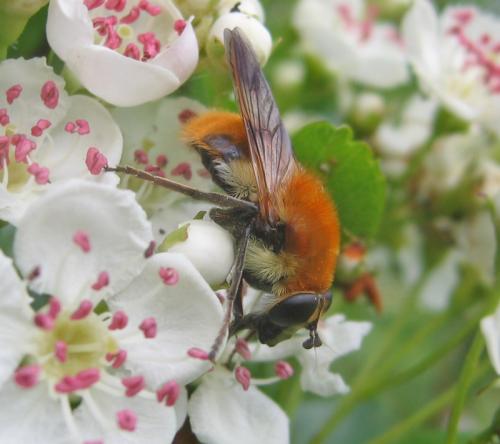 Criorhina floccosa