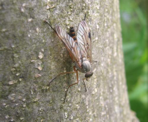 Réf. 56 855 : Rhagio scolopaceus