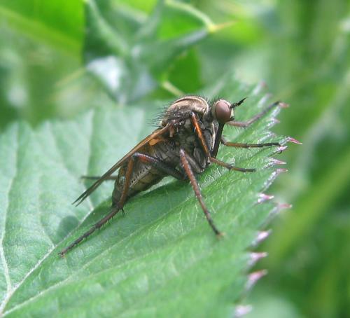 Empis tessellata