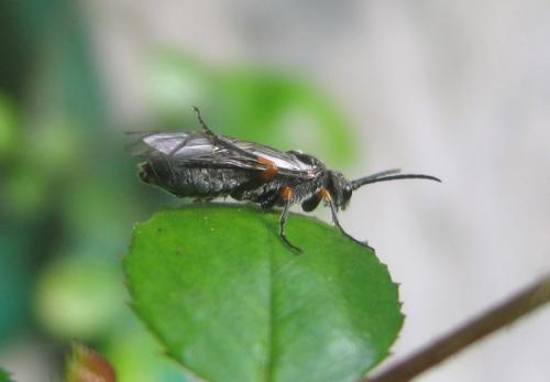 Réf. 56 365 : Dolerus (gonager-puncticollis)