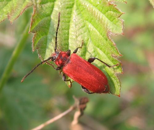 Pyrrhidium sanguineum