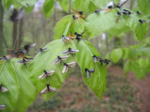 Adela reaumurella