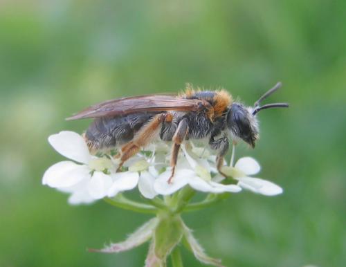 Andrena haemorrhoa