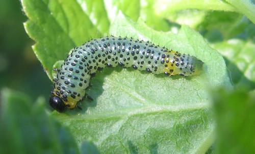 Euura ribesii