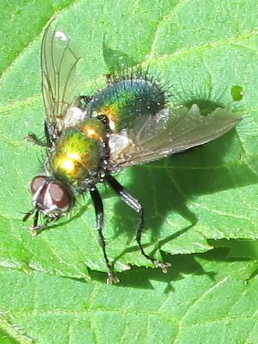 Gymnocheta viridis