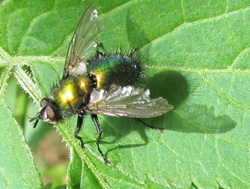 Gymnocheta viridis
