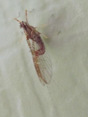 Cloeon dipterum