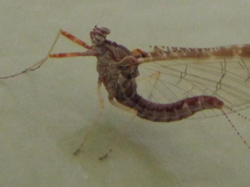 Cloeon dipterum
